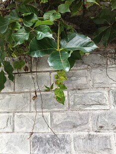 砖墙攀附的翠绿藤蔓植物
