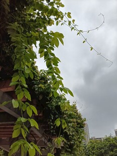 藤蔓缠绕的古朴建筑一角