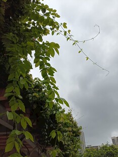 绿叶攀附砖墙