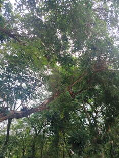 茂密森林中的繁茂树冠