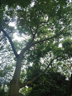 阳光透过繁茂大树的景象