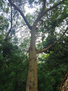 高大挺拔的森林巨树