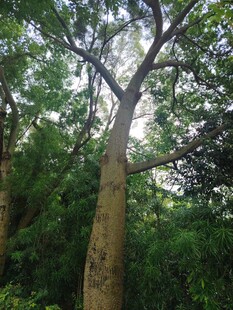 茂密森林中的高大树木