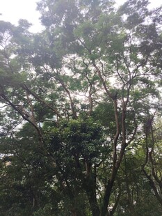 茂密树林中的繁茂枝叶