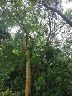 茂密树林中的高大树木