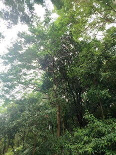 茂密森林绿意盎然景象