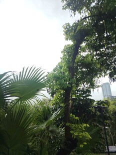 热带绿植景观