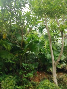繁茂丛林中的树木景观