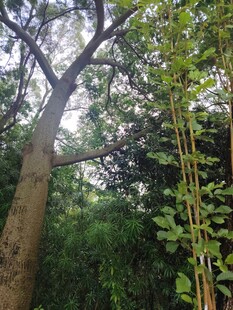 林间树木繁茂的自然景象
