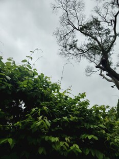 枝头绿意与灰白天空
