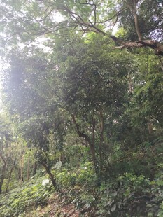 阳光洒落茂密山林