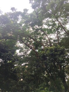 阳光洒下的茂密树林
