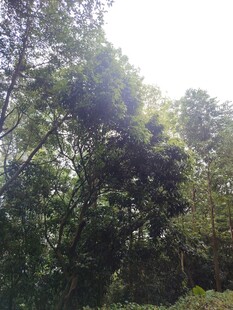 阳光洒落茂密树林