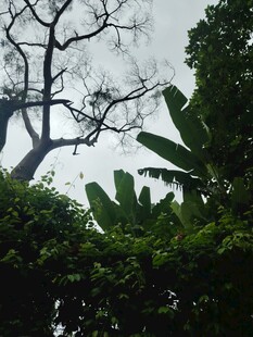 繁茂绿植中的树木剪影