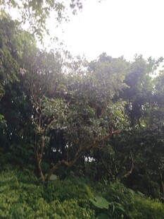 阳光照耀下的繁茂树林