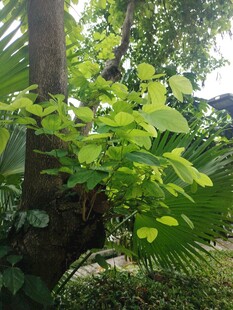 绿叶繁茂的树干景观