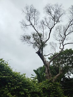 枯树立于葱郁绿植间