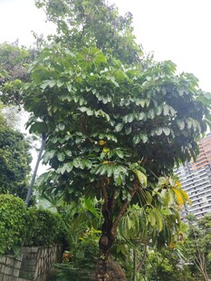 庭院中茂盛的绿叶树木