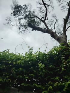 孤枝挺立绿意间