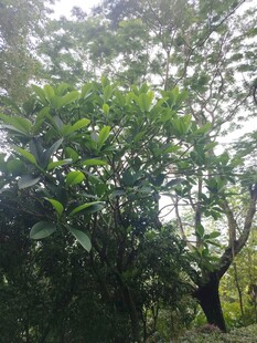 茂密丛林中的繁茂绿植