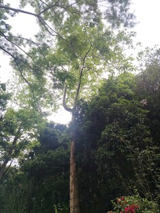 林间繁茂树木