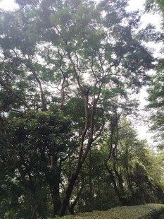 茂密树林中的自然景致