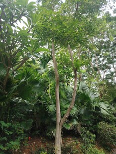 繁茂树林中的绿植景象