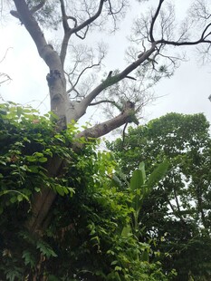 繁茂大树与缠绕绿植