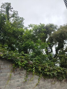 石墙上繁茂的绿植景观