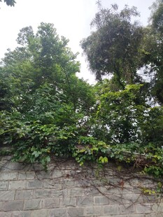 石墙边繁茂的爬藤绿植