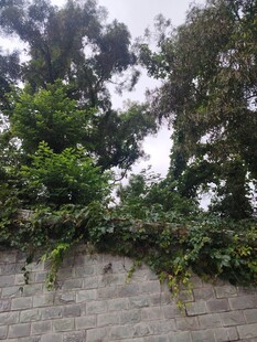 石墙上繁茂的绿植景观