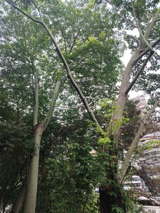 山林间的树木与岩石景观