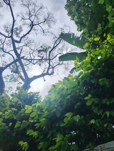 林间阳光穿透繁茂枝叶