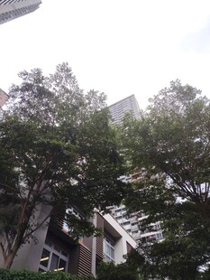 城市中繁茂的绿树景观