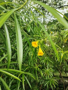 绿叶丛中的黄色小花