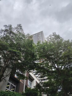 阴天中树木掩映的建筑物