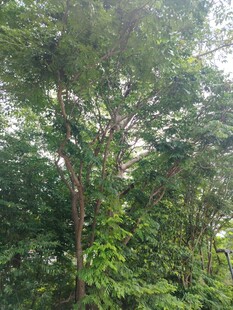 茂密树林中的繁茂绿植