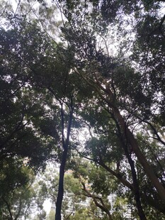 仰视茂密树林中的高大树木