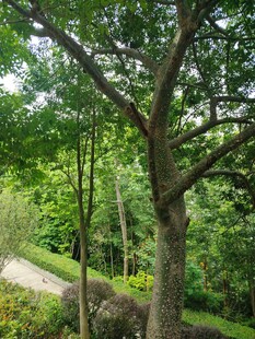 林间绿意盎然的树木风景