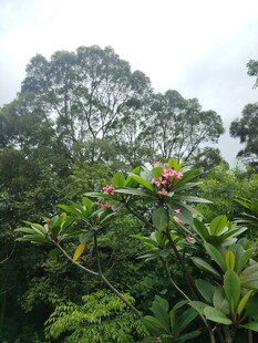 丛林中的娇艳花卉