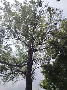 高大挺拔的树木