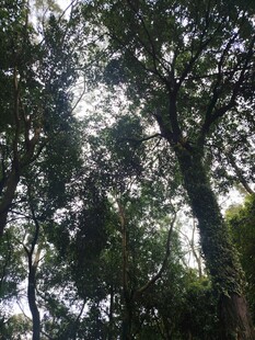 林间树影
