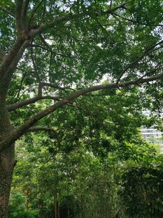 繁茂绿树成荫的自然景象
