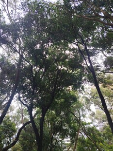 茂密树林中的繁茂枝叶