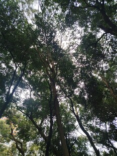 仰视茂密树林树冠