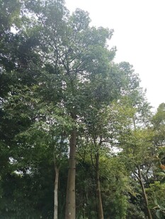 茂密树林中的高大树木