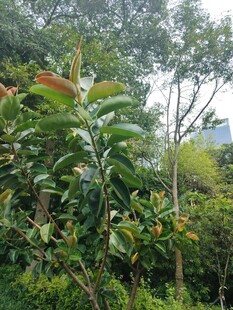 繁茂绿植景观