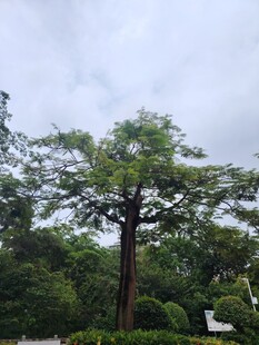 繁茂大树屹立于绿意间