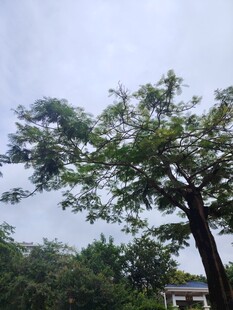 挺拔绿树展现自然生机