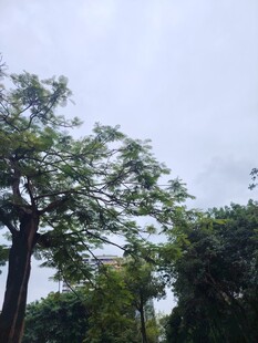 户外繁茂树木景观